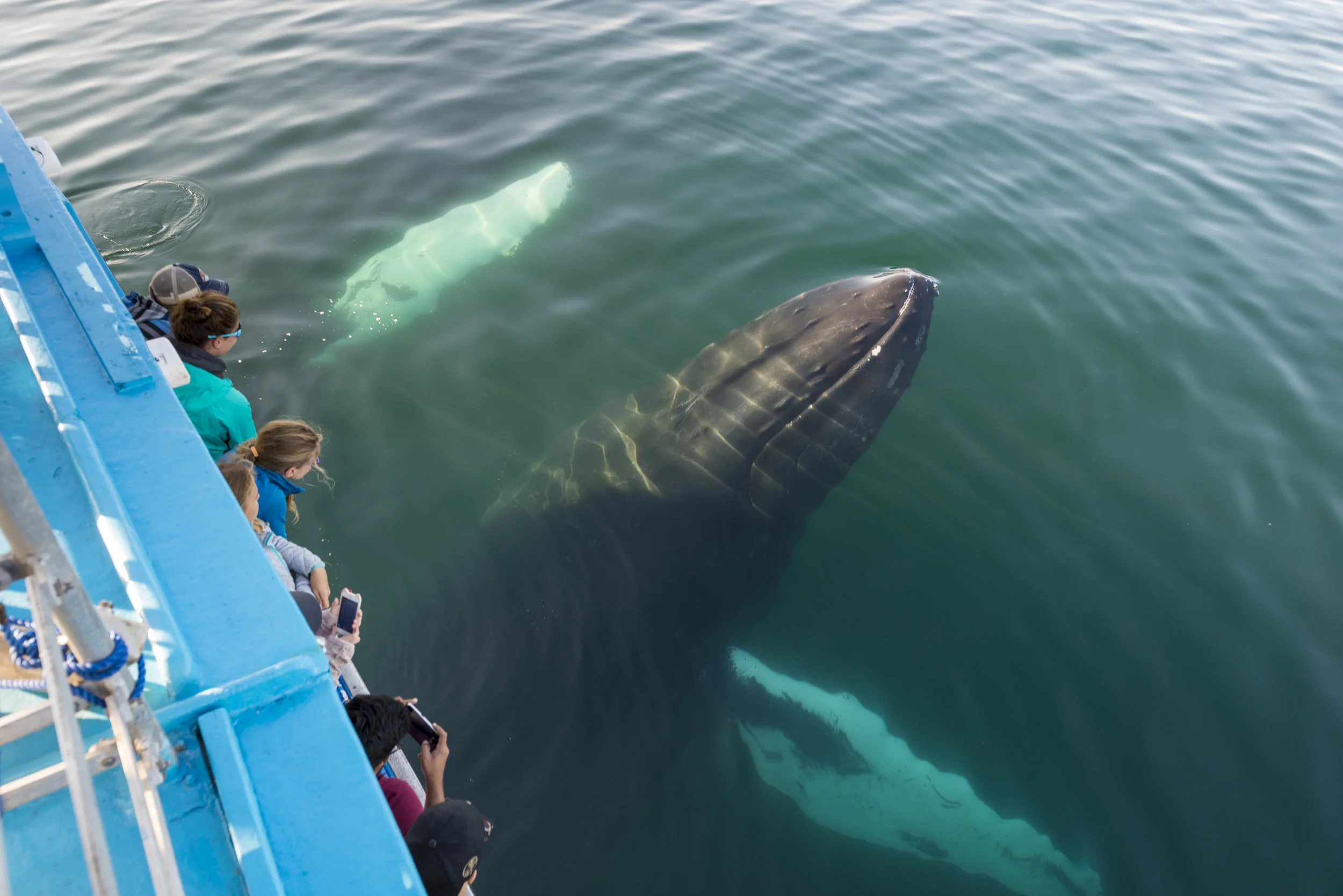 2 Humpback whales swim out from under the boat of the Chad Sisters Vessel
