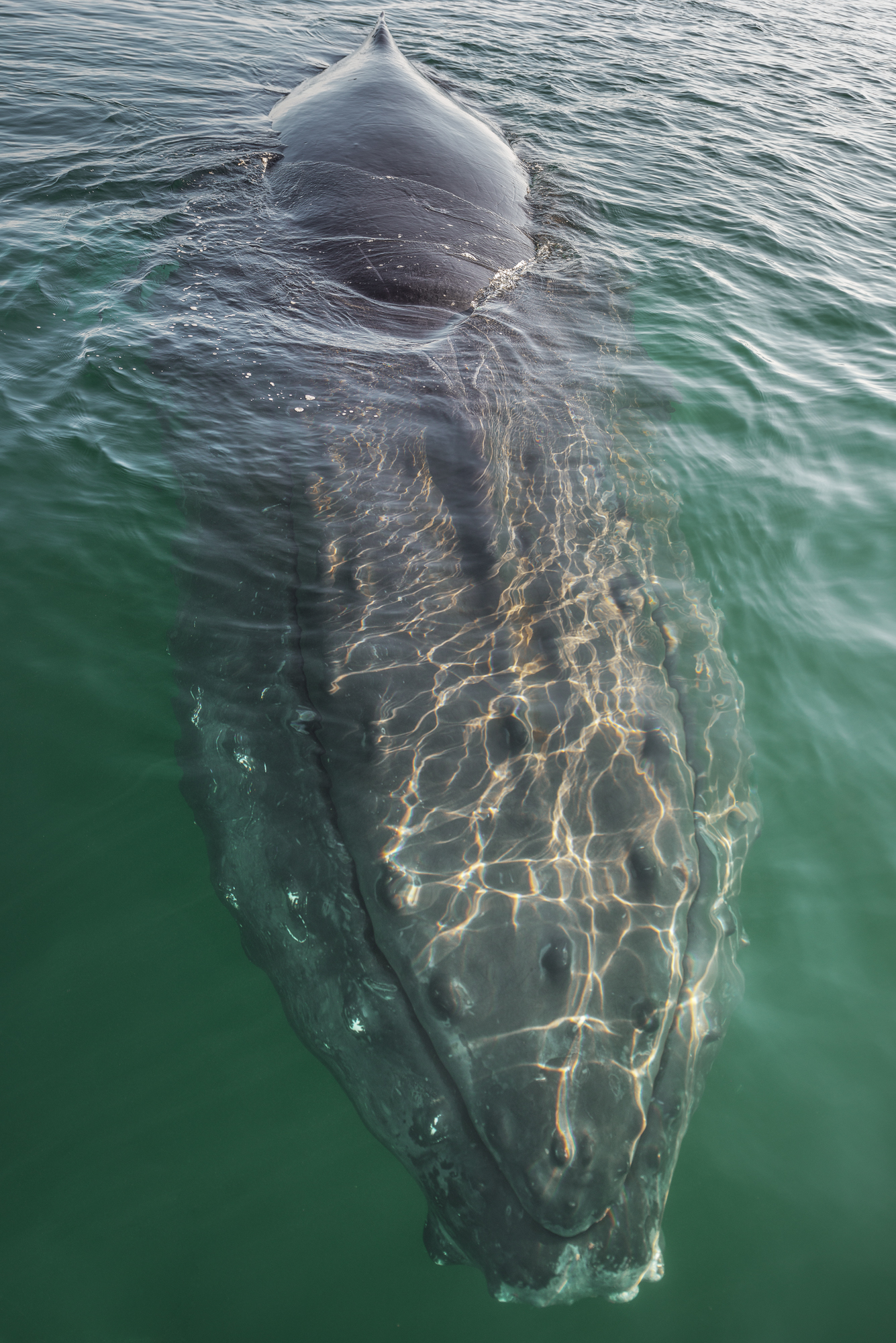 The whales were so close you could touch them. Here is a Humpback coming to say HI