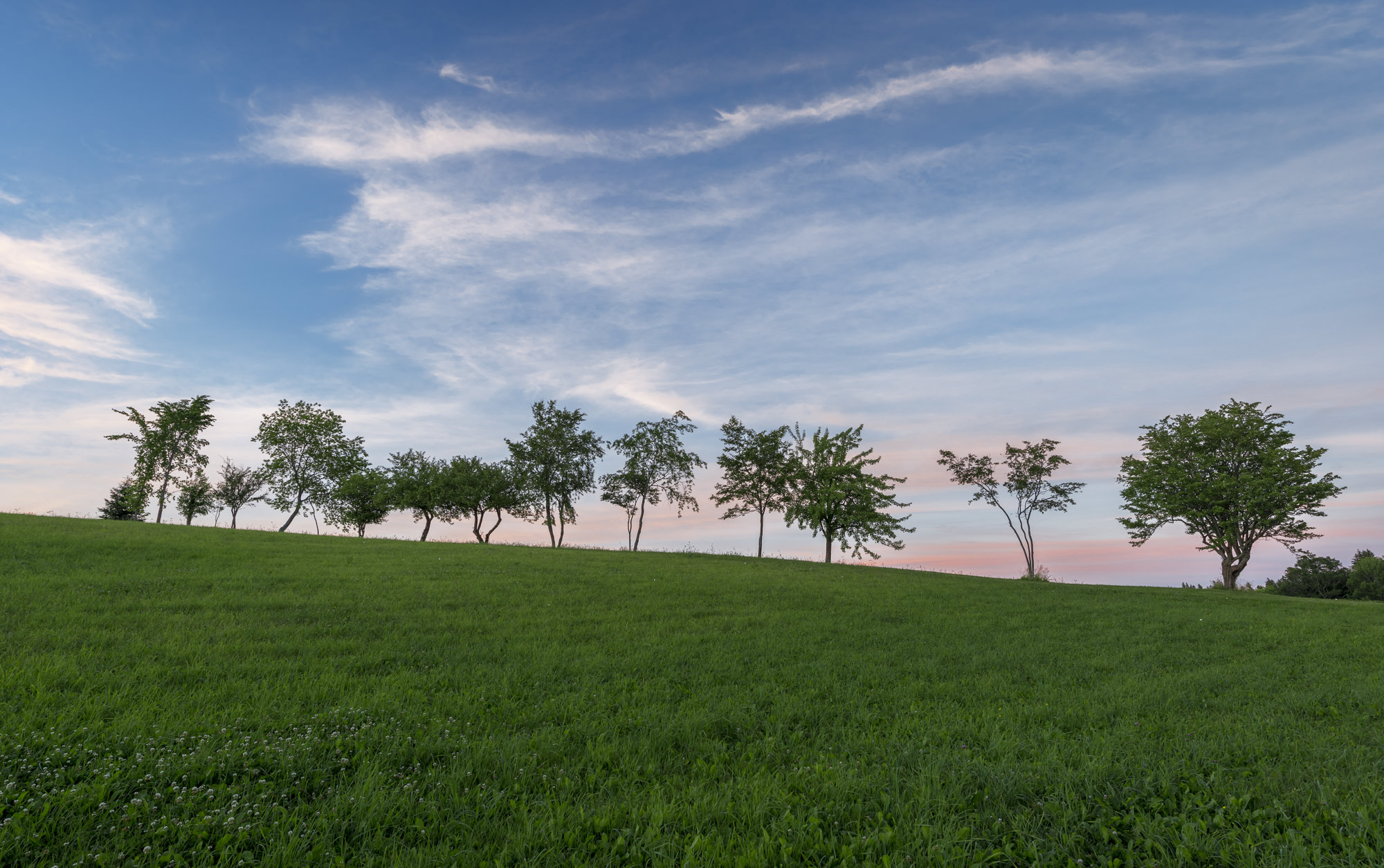 Trees at sunset.jpg