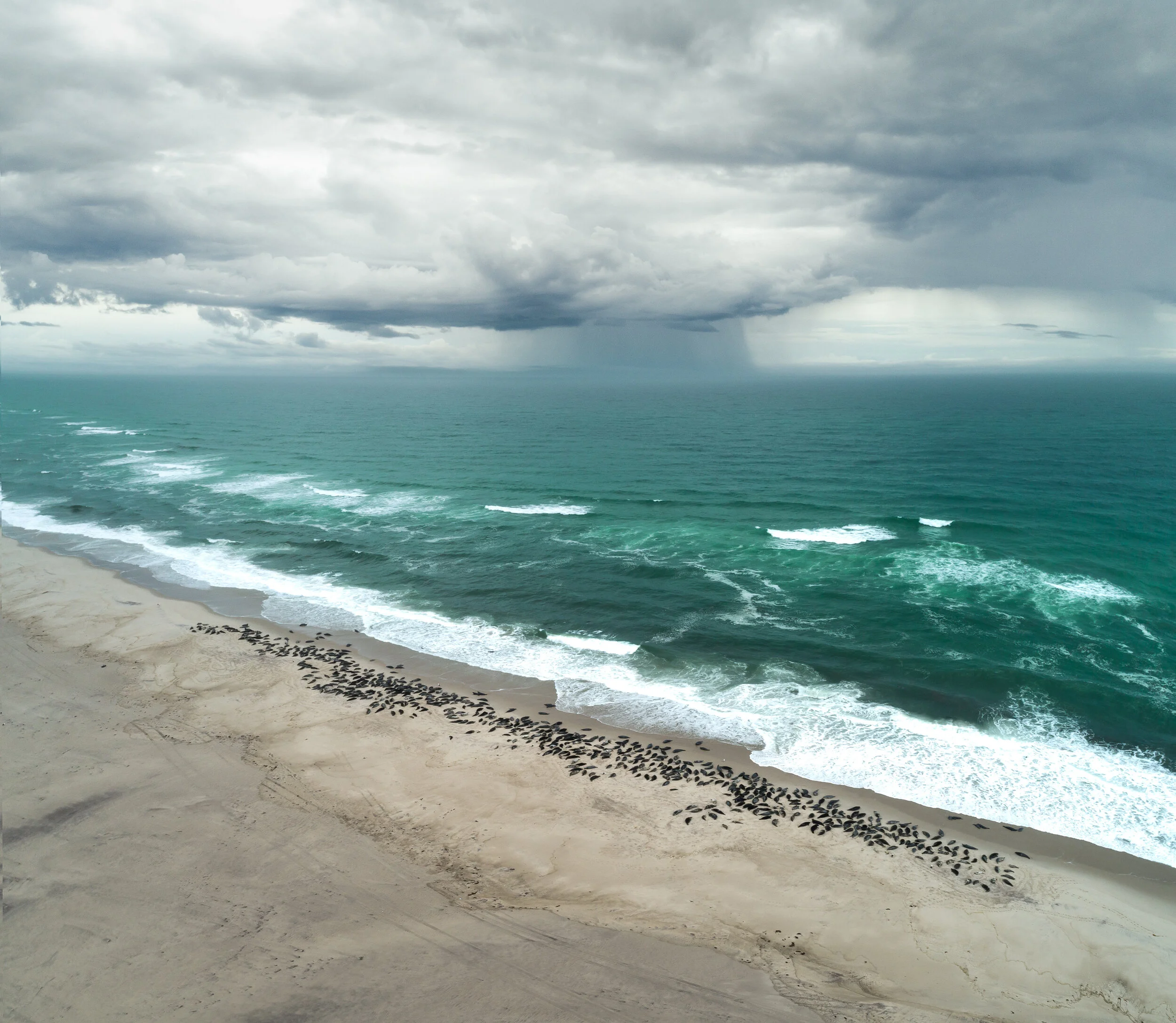 Sable Island Grey Seals