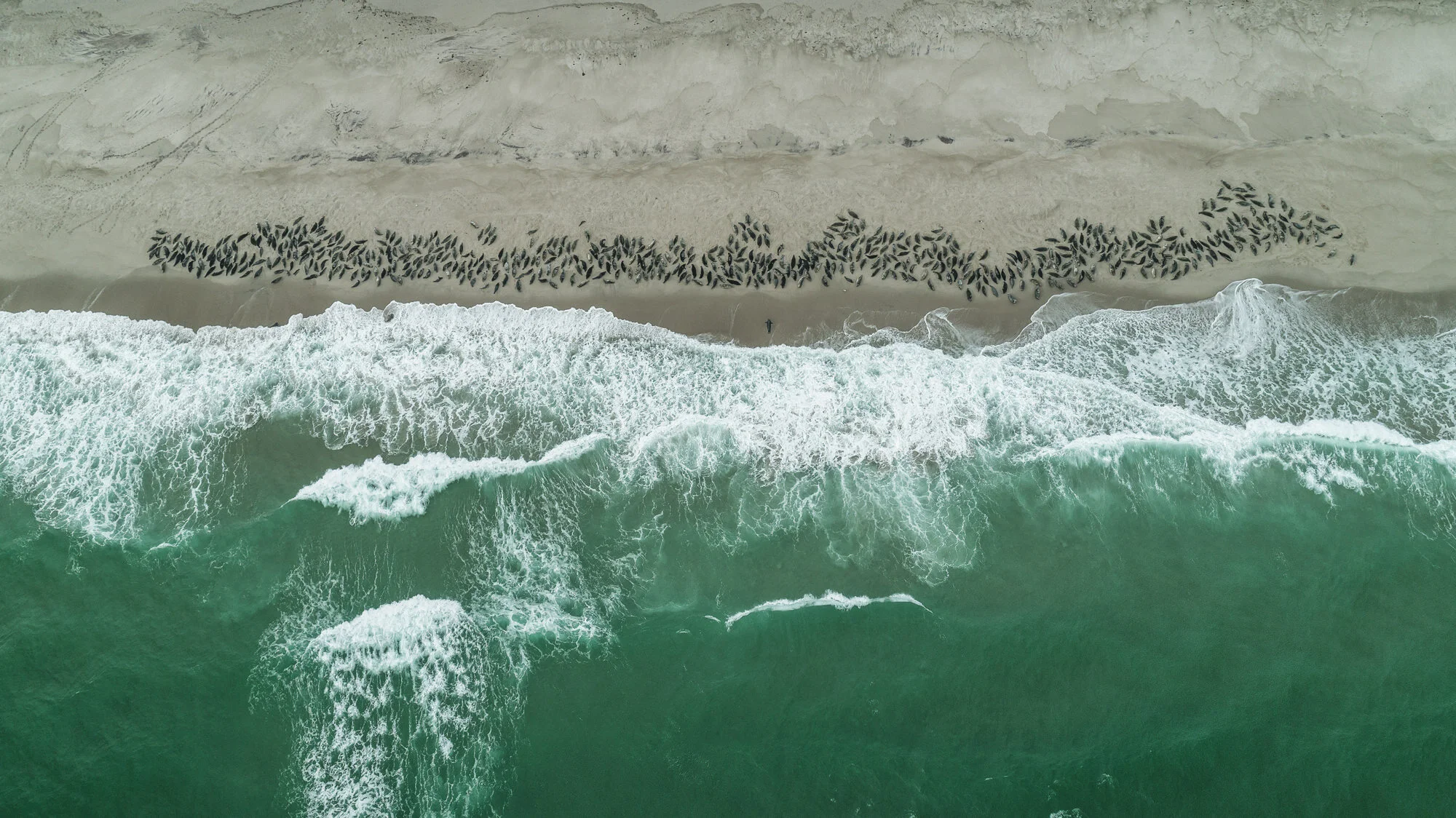 Grey Seals over head drone shot