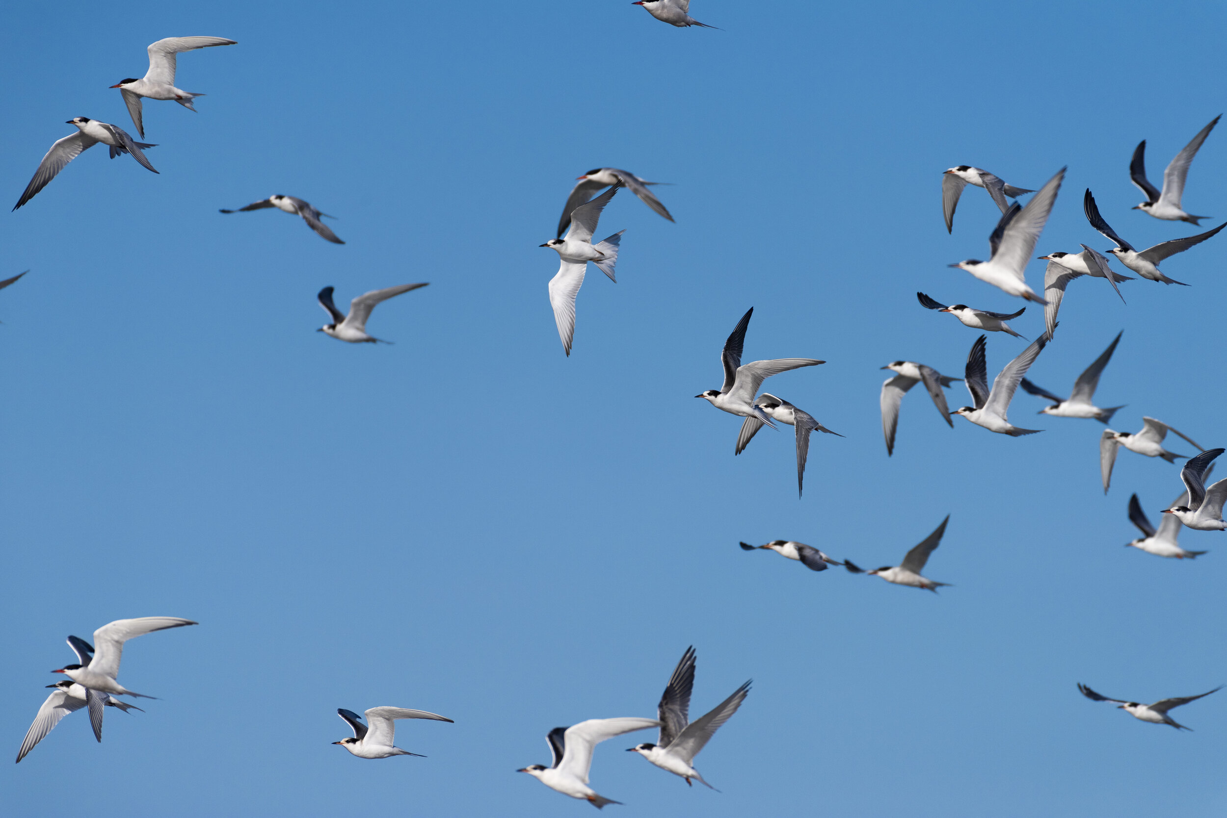 Sable Island Terns