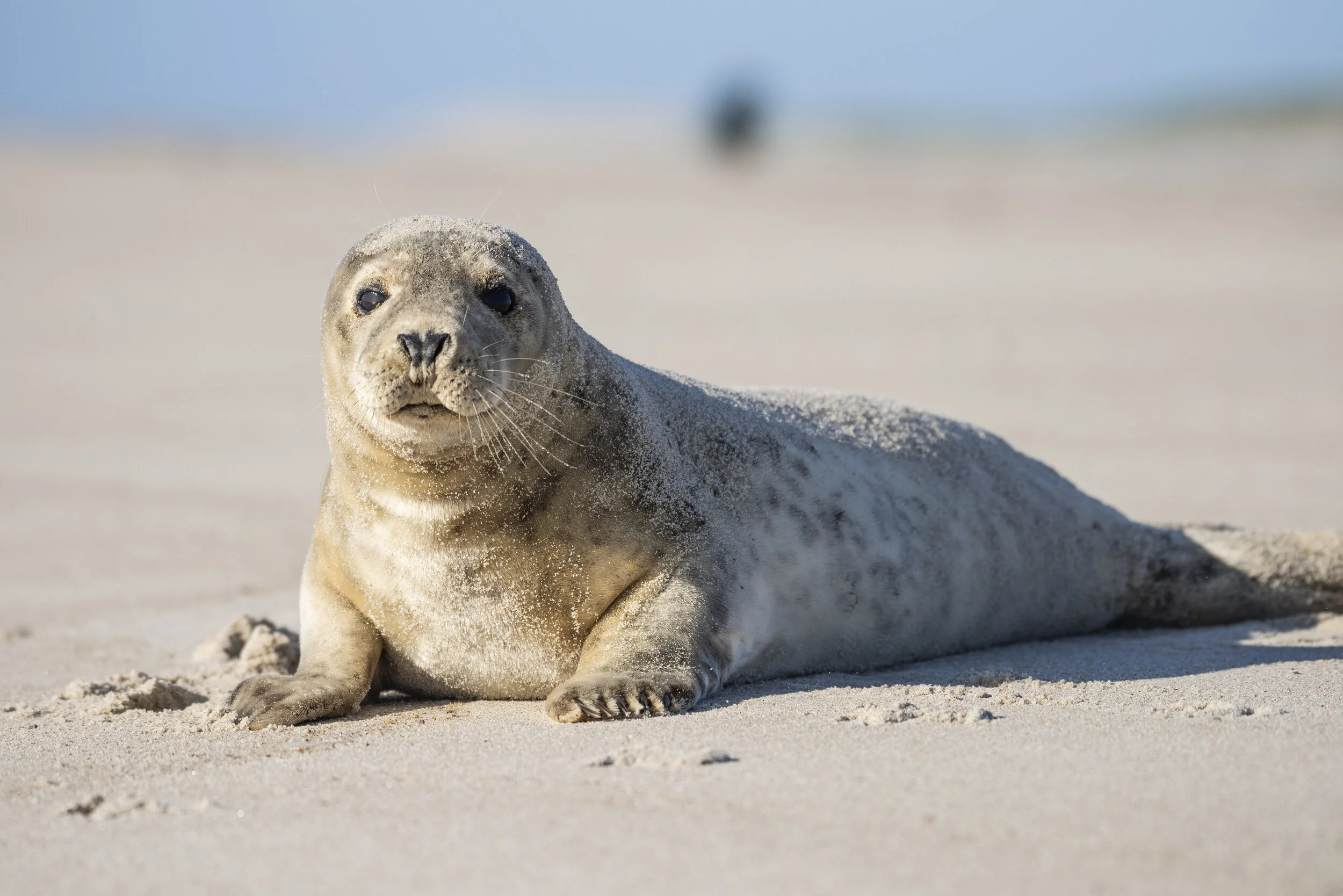 Baby Grey Seal Sable Island
