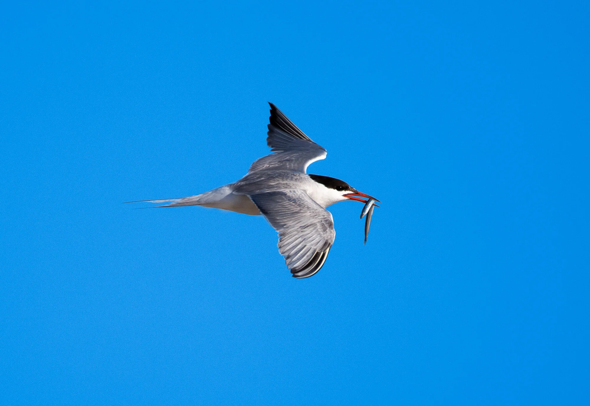 Sable Island Tern catching lunch