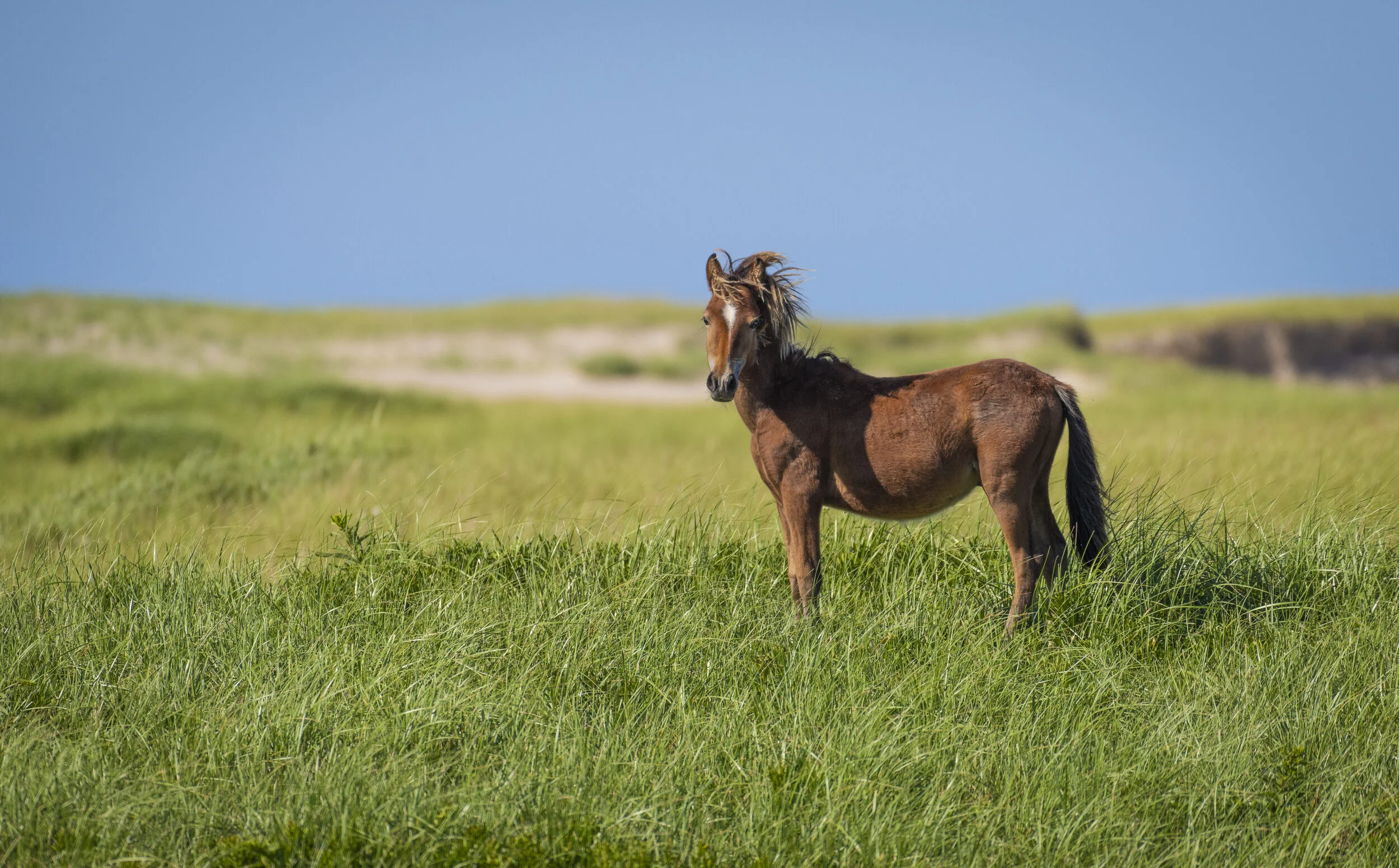 Sable Island Horse Feral Baby