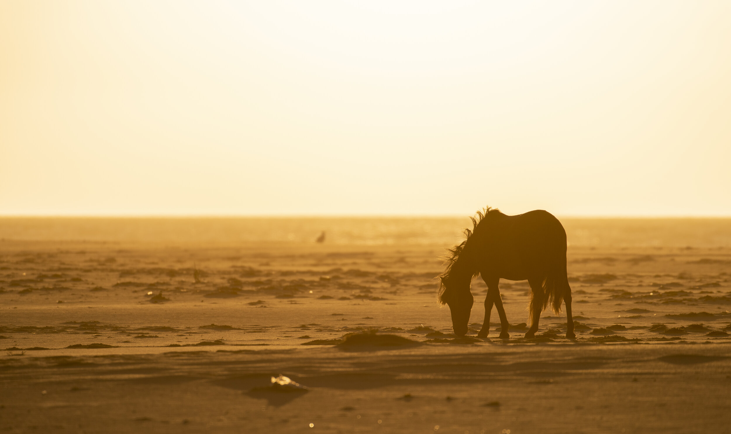 Sable Island Horse in the golden sunset