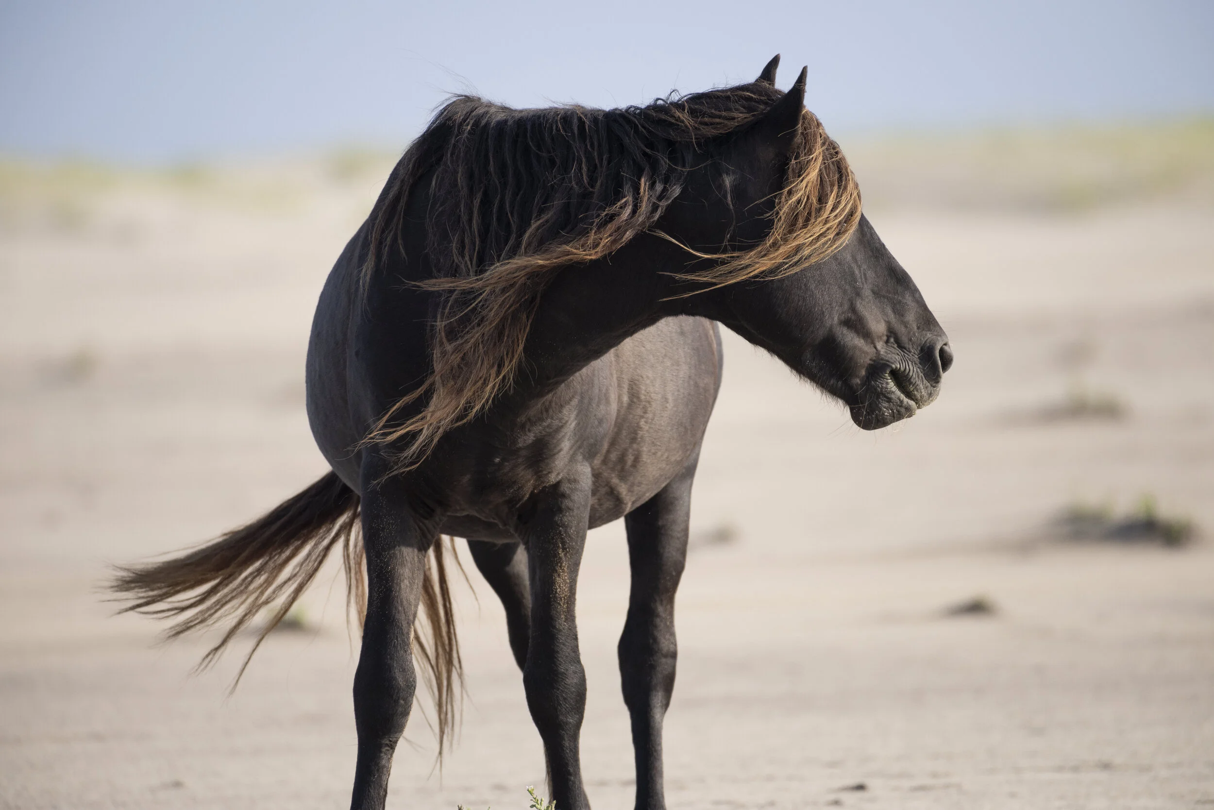Sable Island horse