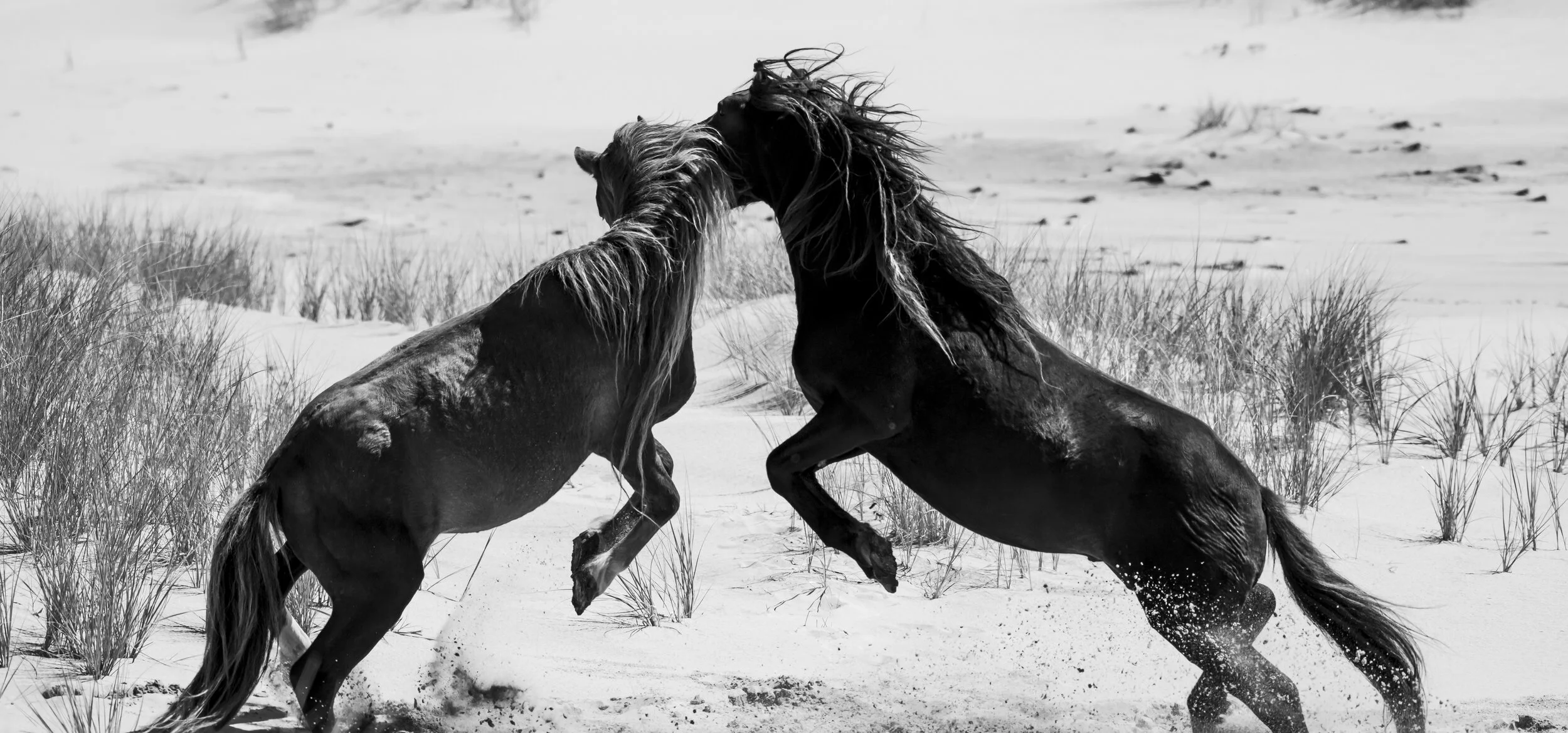 Sable Island horses fighting for territory