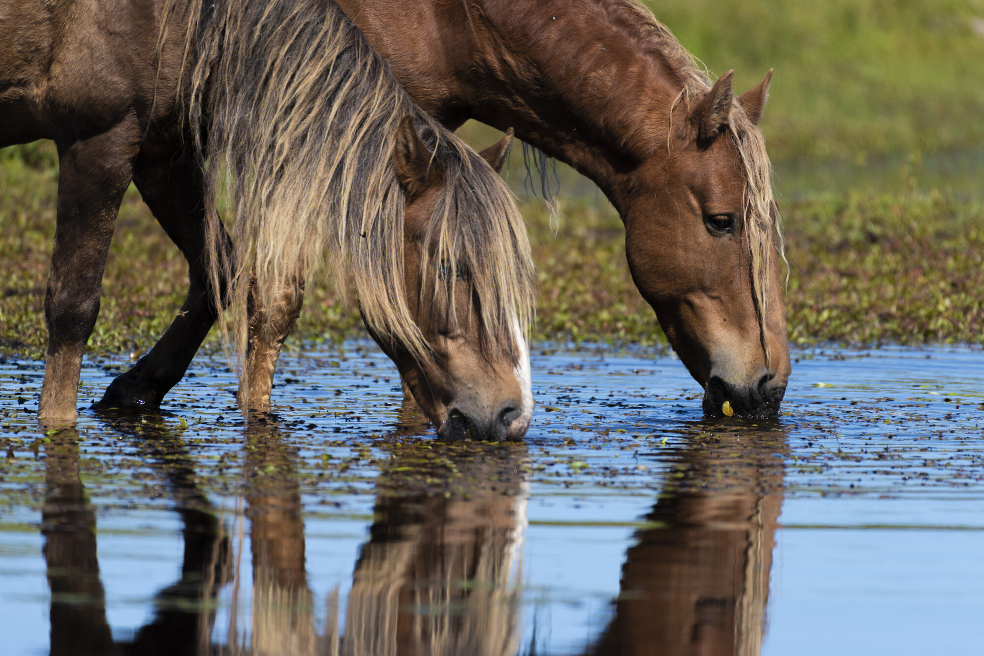 Sable Island Horses Drinking