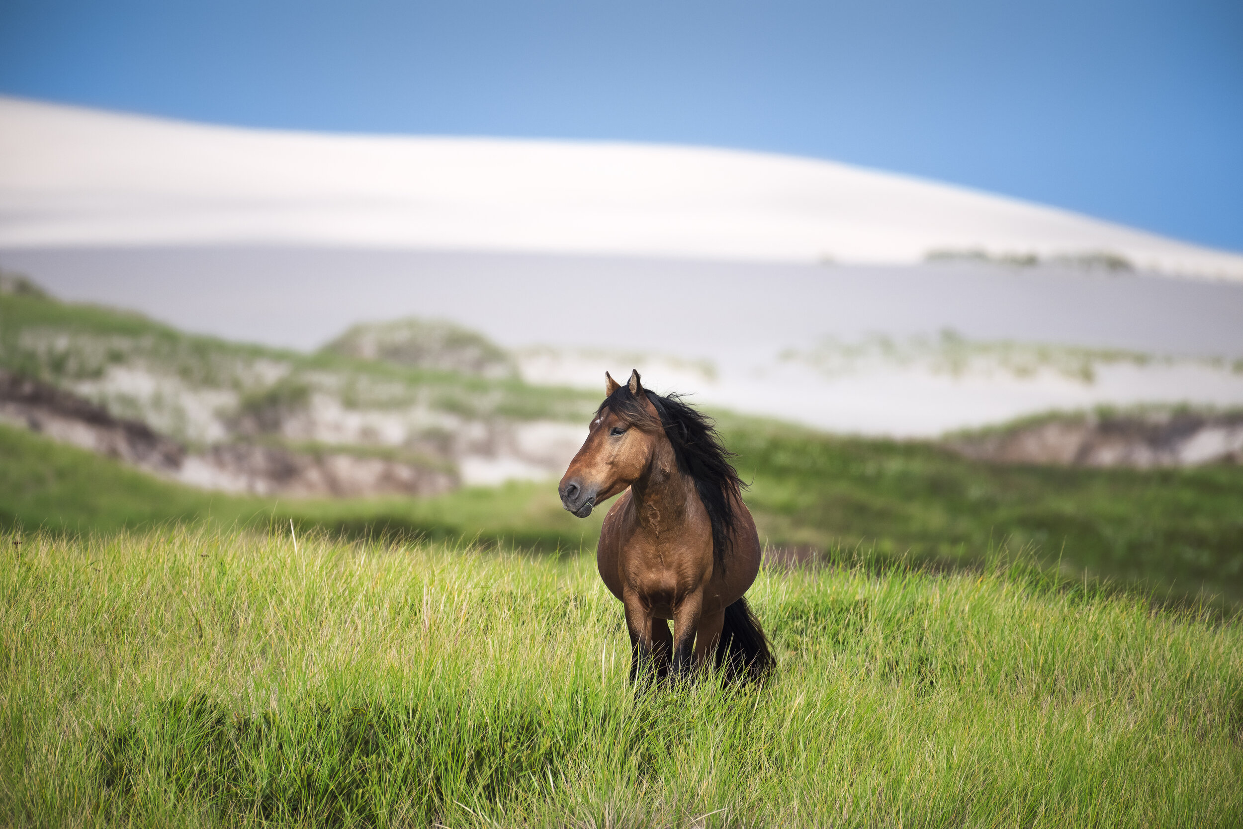 Sable Island Horse Bald Dune in Background