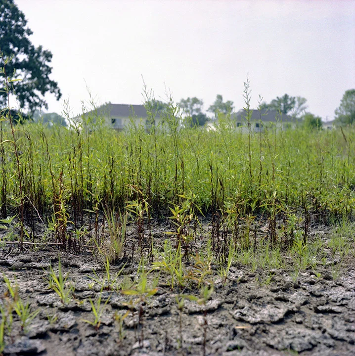 RICH_LoveCanal_16_readAve_weeds.jpg