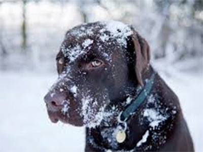 Bring Out Your Dog's Inner Puppy Again...
