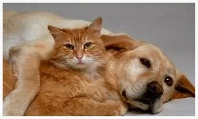 Norwex pets.jpg