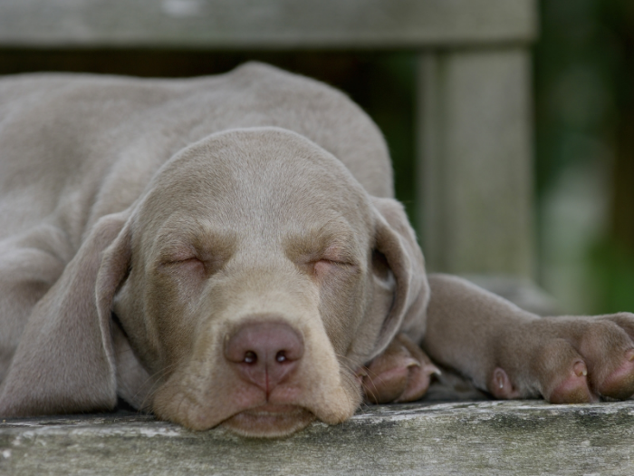Weimaraner.jpg