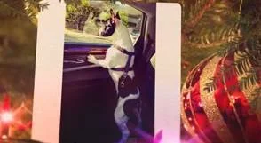 DC Dog Sitter - 2014 Year In Review...