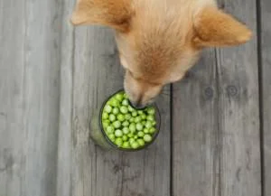 We Love #Peas!
