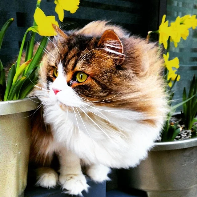 What Is Your Favorite #Cat Litter?