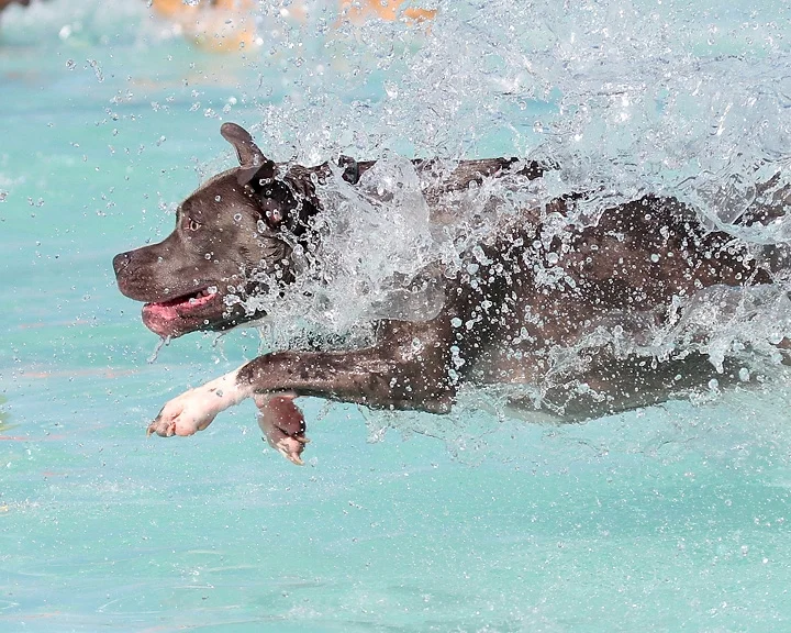 Calling All Water Park Dog Lovers!