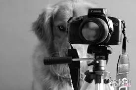 Social Media Marketing Manager