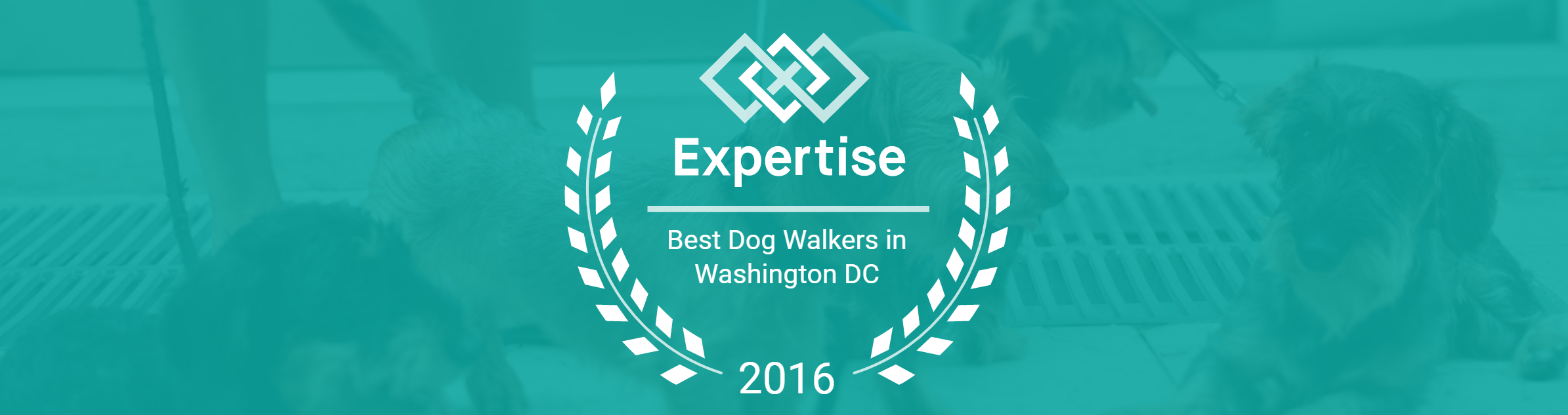 DC Dog Sitter Announced As Top Dog Walkers In Washington, DC Area