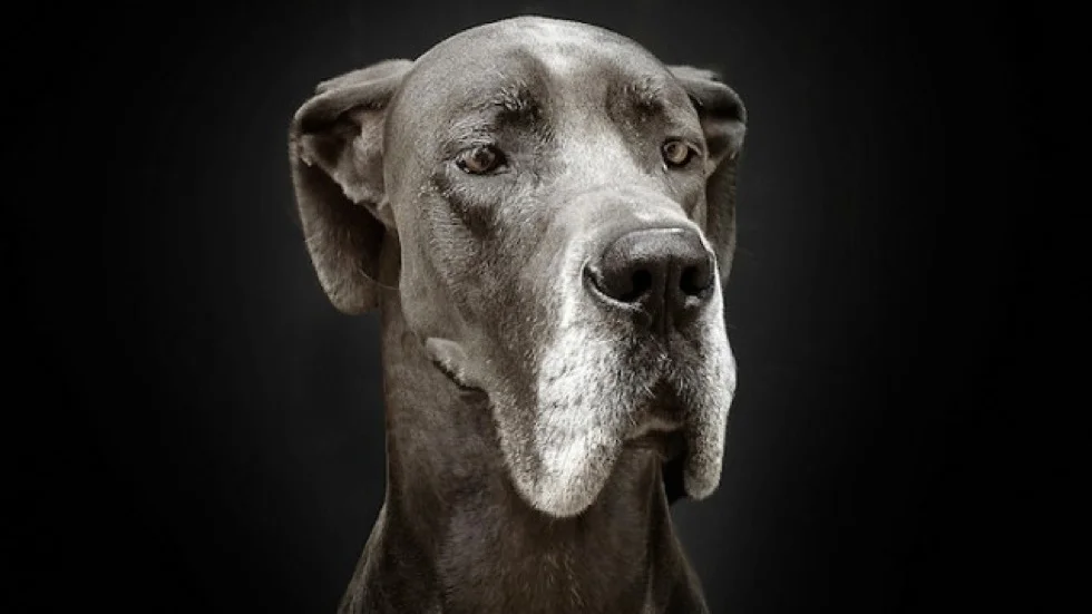 GC IMage - Senior dog.jpg