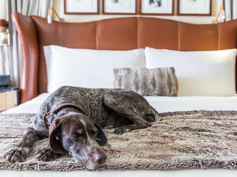 Hotel Pets23.jpg