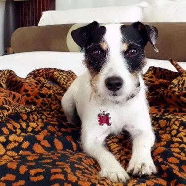 Hotel Pets21.jpg