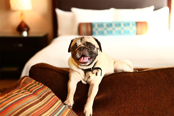 Hotel Pets07.jpg