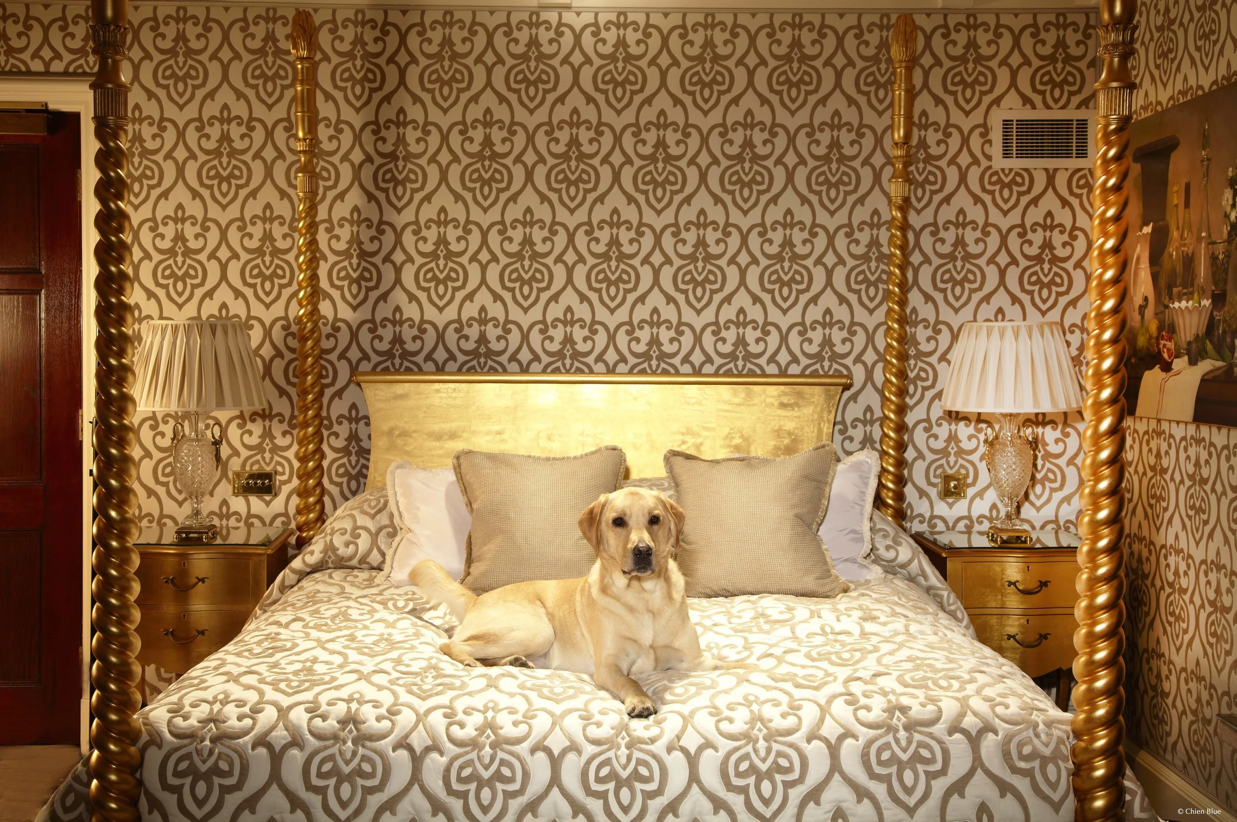 Hotel Pets18.jpg