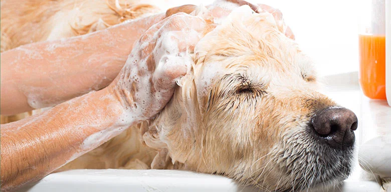 Spa Dog02.jpg