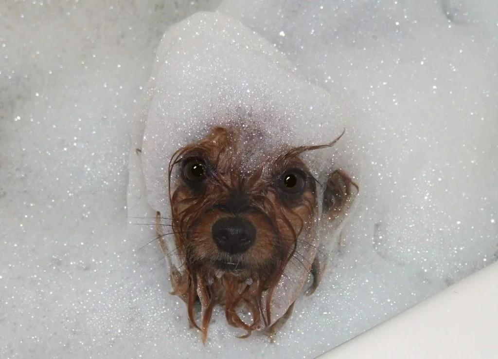 spadog08.jpg