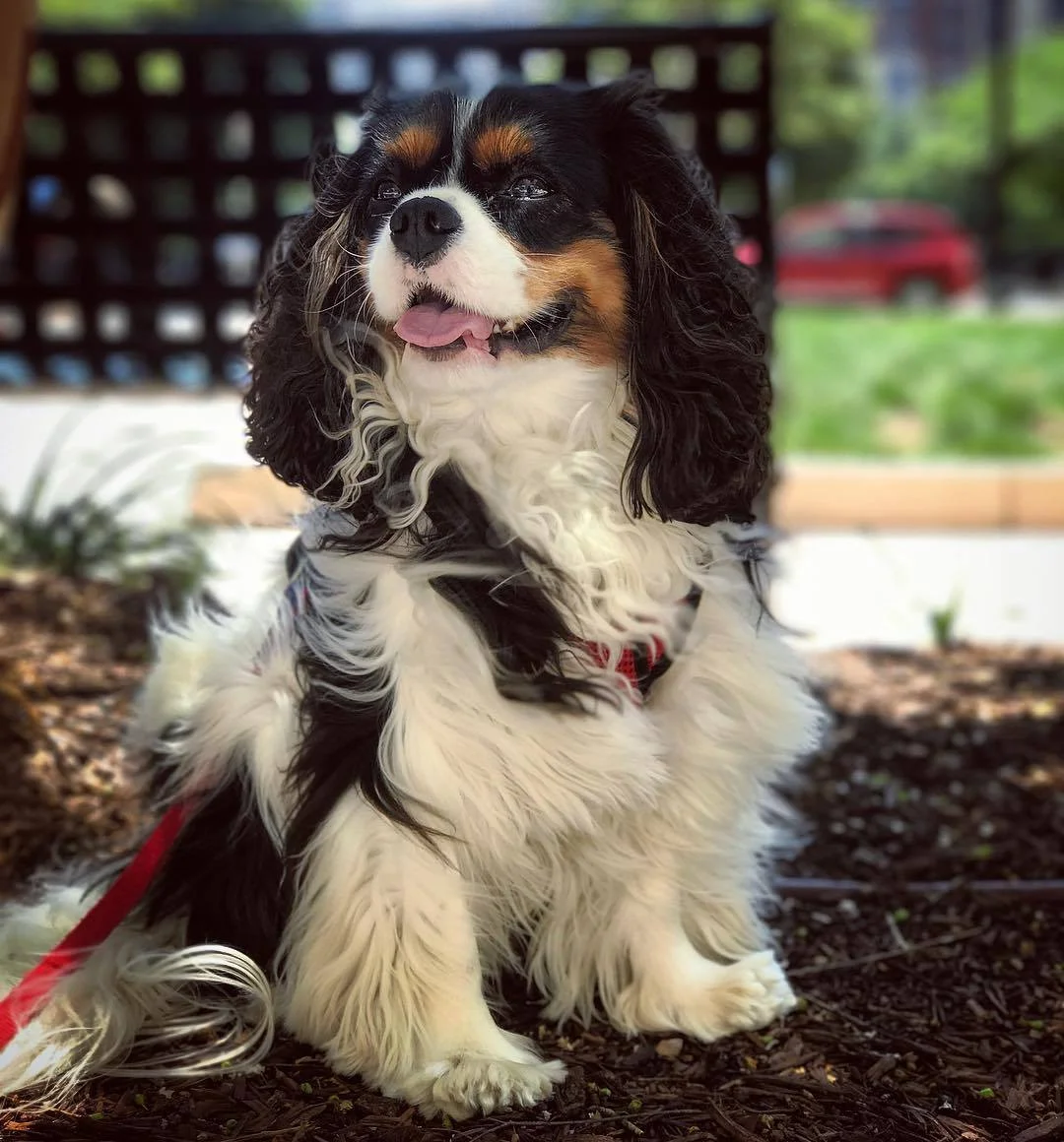 Holiday Help - Professional Pet Sitter &amp; Dog Walker