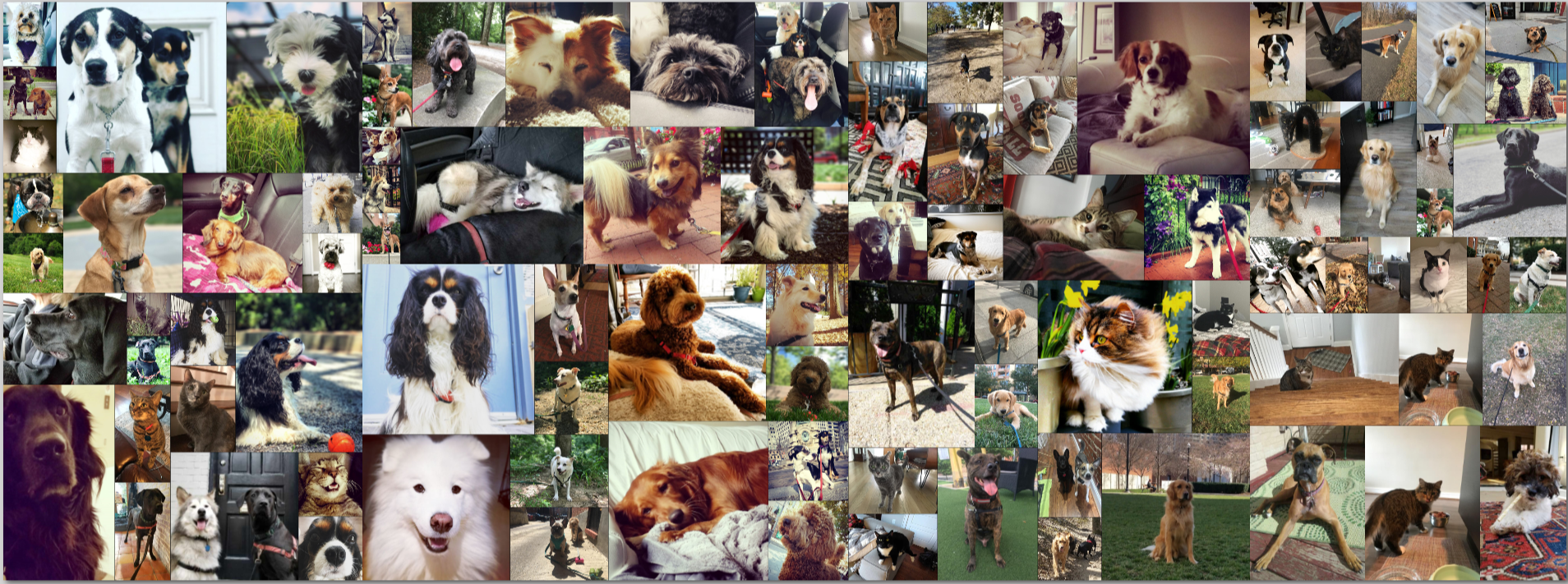 DC Dog Sitter Family