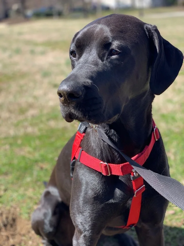 Meet Kallie and her parents, AJ and Erin Washington