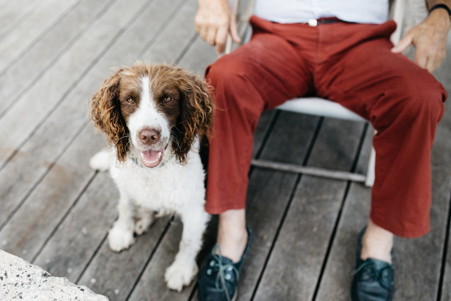 Professional Pet Care Associate - Upper NW DC — DC Dog Sitter | 'Where All Pets Become Family!' Professional Pet Care Associate - Upper NW DC — DC Dog Sitter | 'Where All Pets Become Family!'