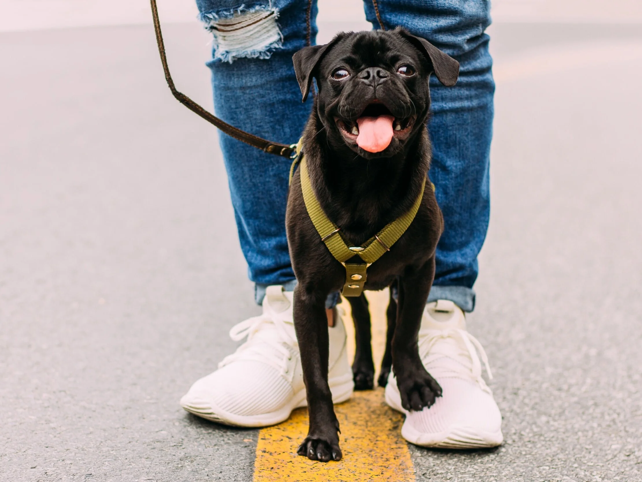 Professional Pet Care Associate - EVENINGS &amp; WEEKENDS