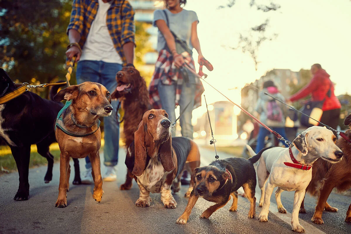 DOgFest-Feature.jpg