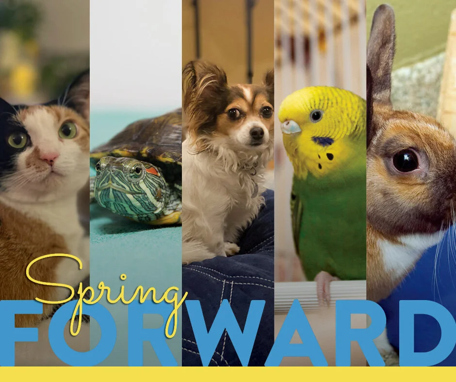 Spring Forward 30-Day Fundraising Challenge