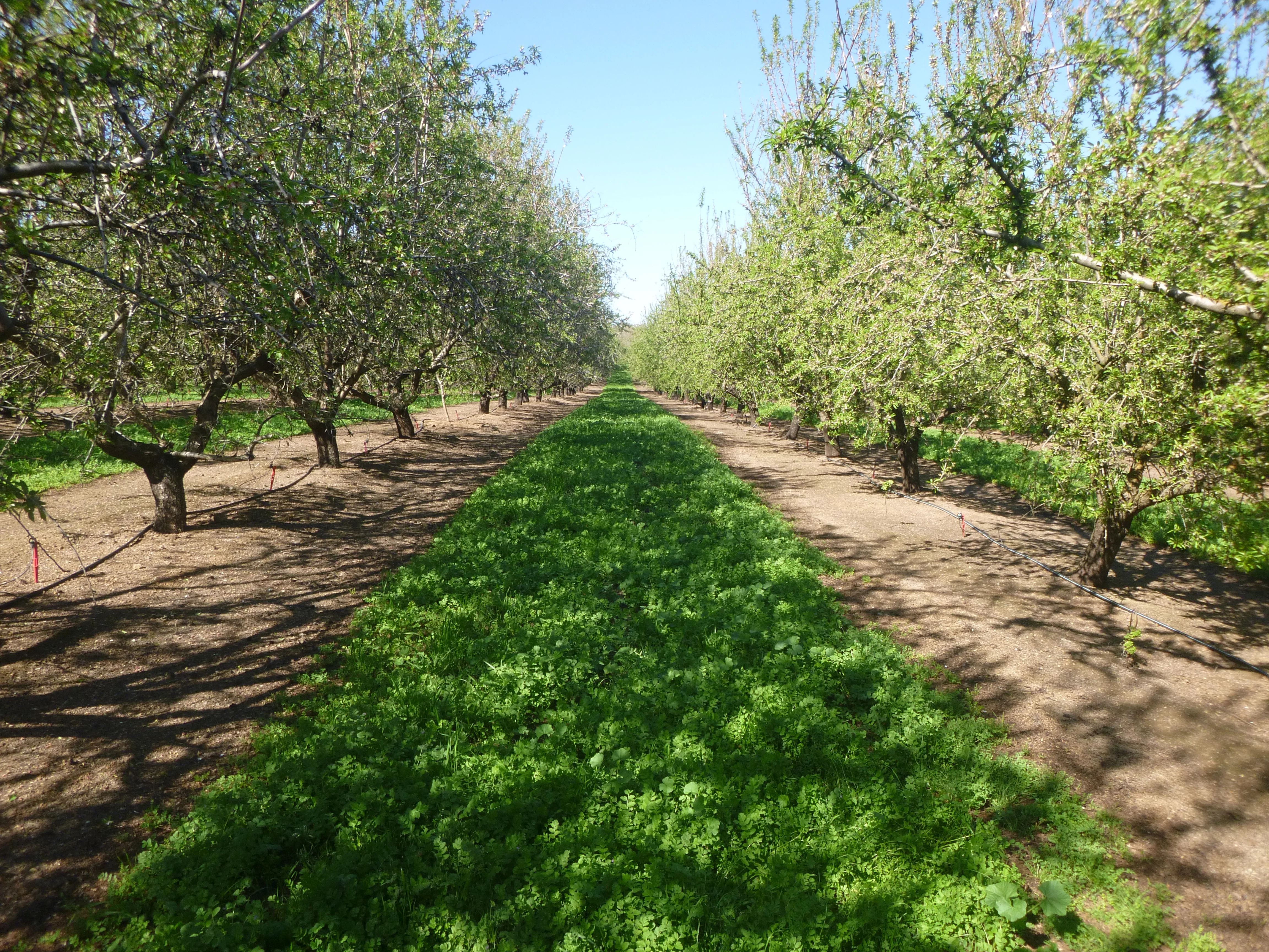 Almond Review  March 2014