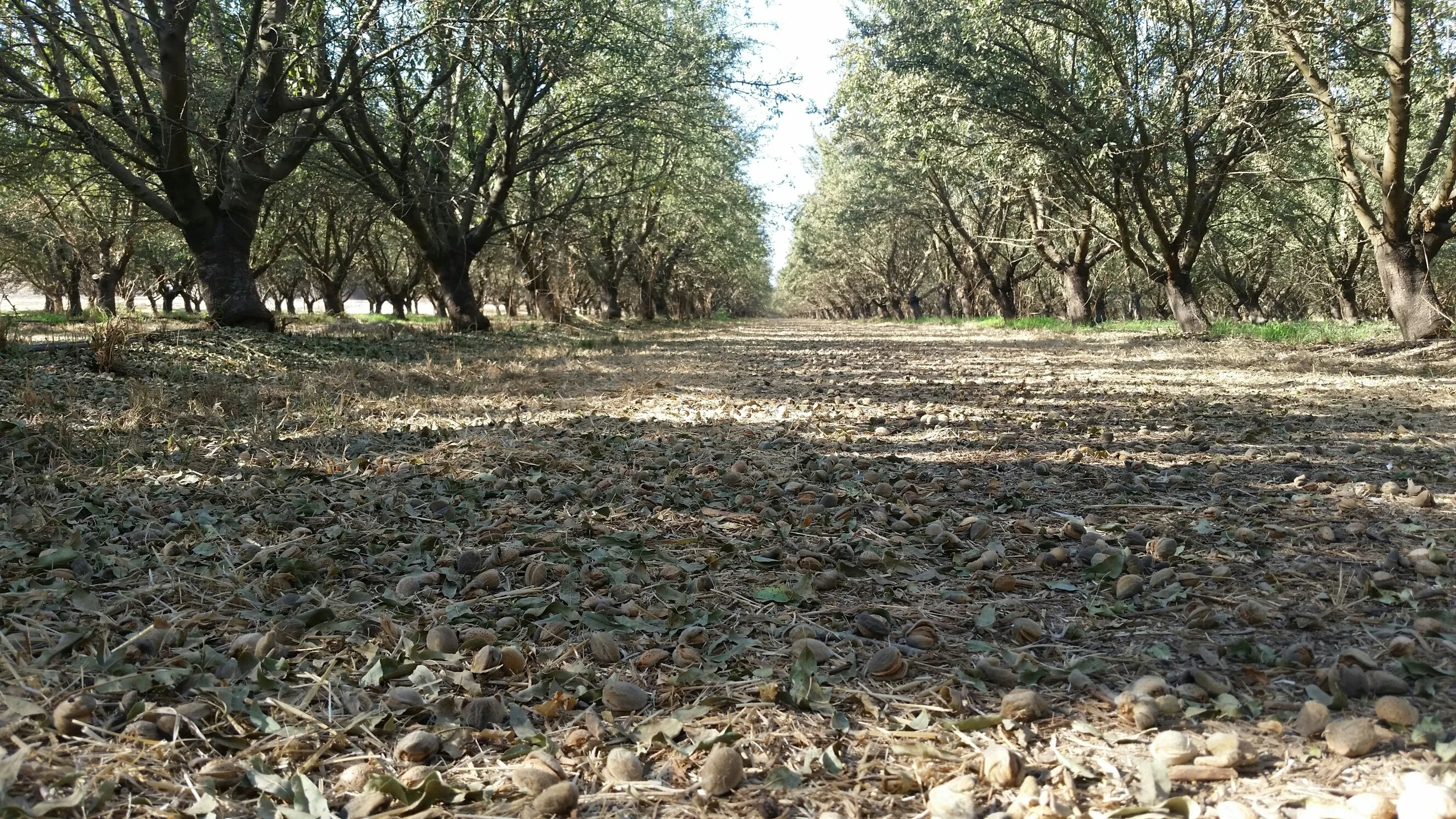 Organic Almond Update - August 2015