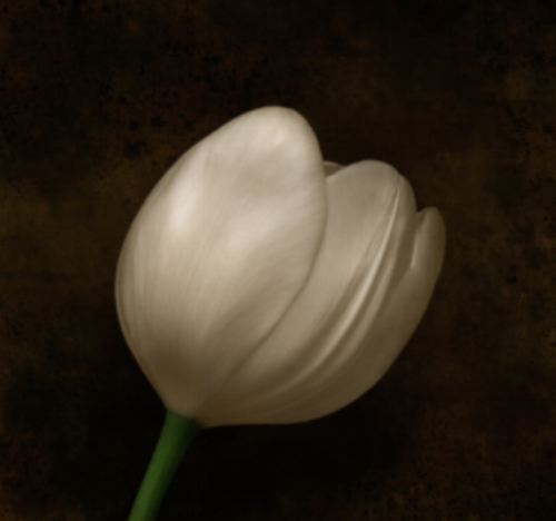 Tulip 22