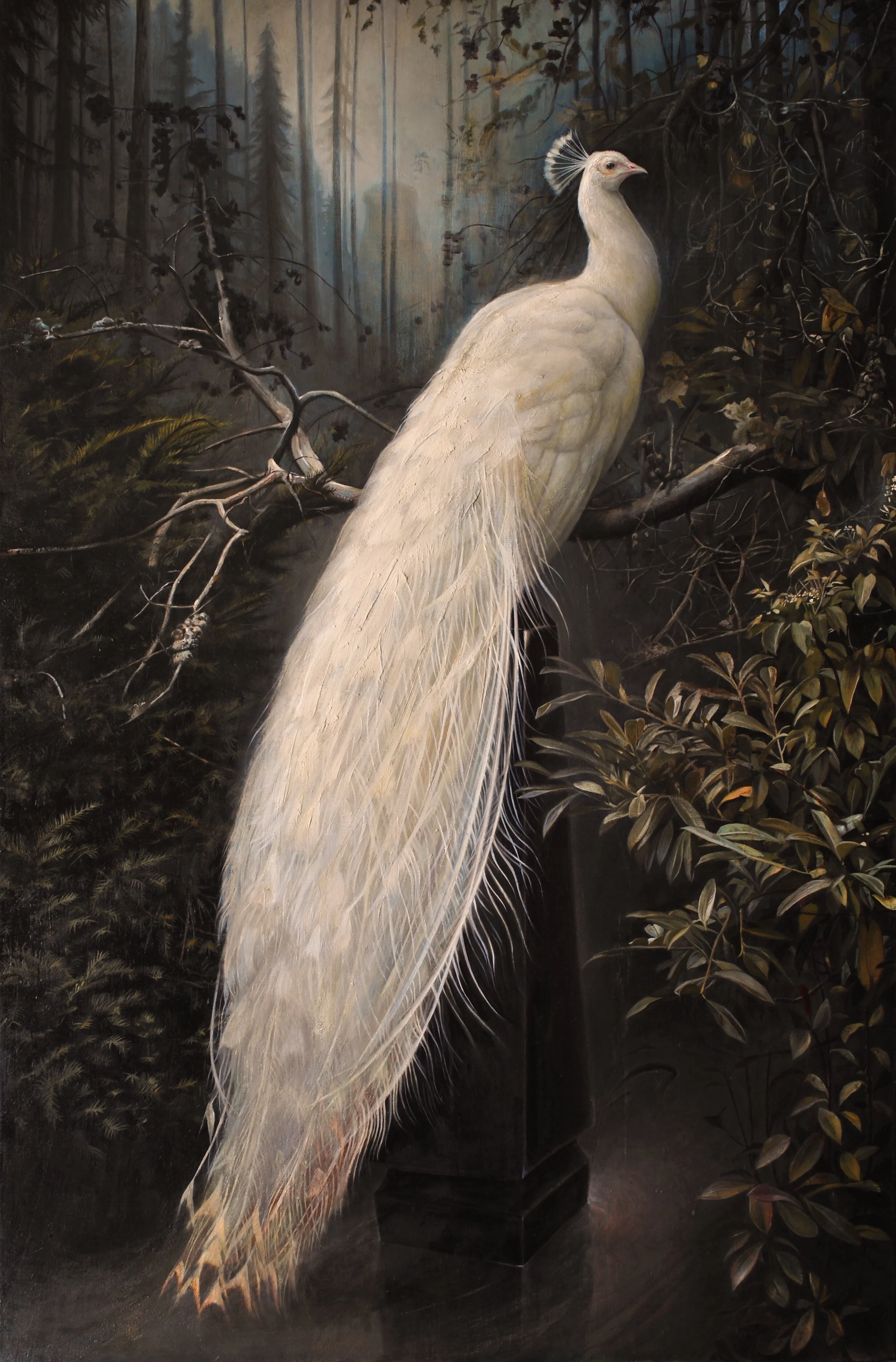 Forest Peacock, 2018