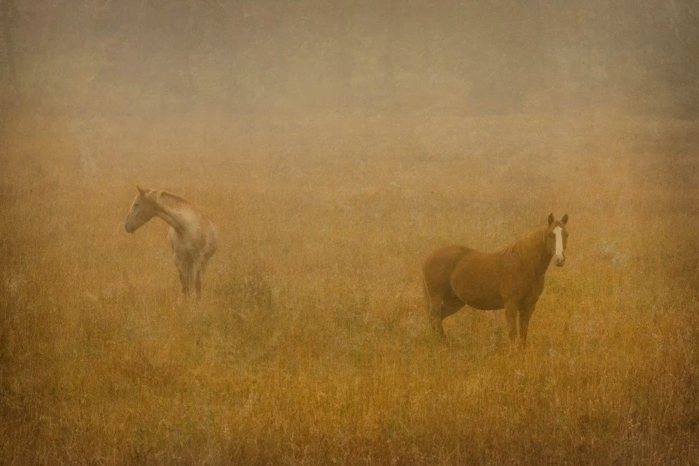 dxthm1000.2HORSES_FOG_22.jpg