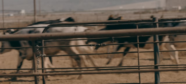California Milk | Sarah Lynn