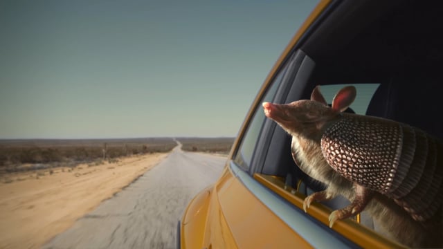 Volkswagen Beetle | Dune