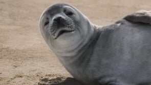 Canada Dry | Comfort Is In Our Nature | Seal