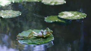 Canada Dry | Comfort Is In Our Nature | Frog