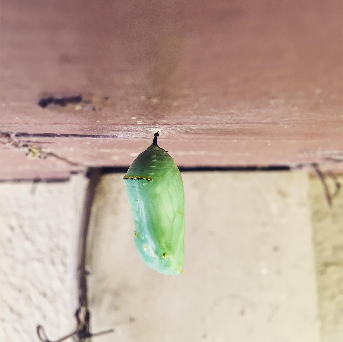 Happy solstice from the garden and all its creatures (including me). I have a head cold - but I needed to venture out to check on this chrysalis. Did you know it takes four generations of monarchs to complete the migration cycle? #monarchbutterfly #w