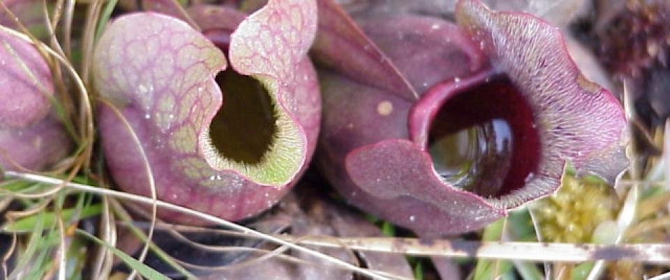 The Marsh Pitcher Plant