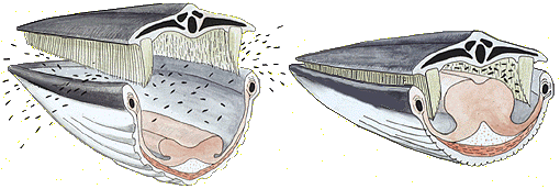 The filtering process a blue whale uses to capture krill